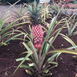 Meet your Posher, Nadine